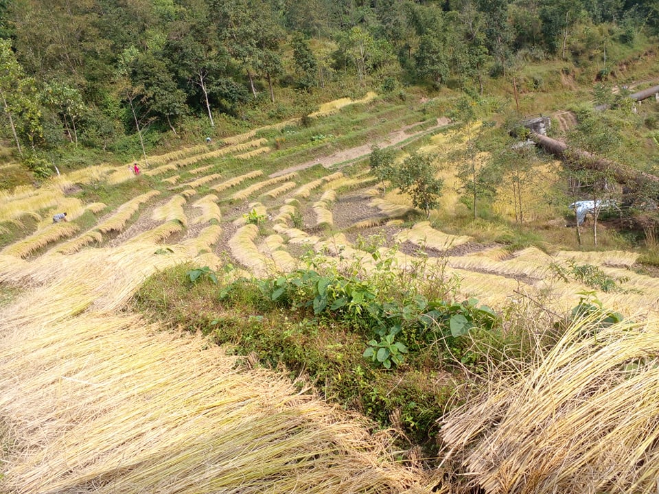 भकारीमा धान छैन, पुर्पुरोमा हात 