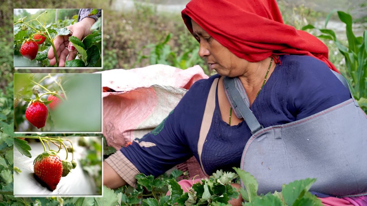 एक दशकदेखि स्ट्रबेरी खेती गरेकी रिनाको अनुभव: फल मिठो, आम्दानी छिटो